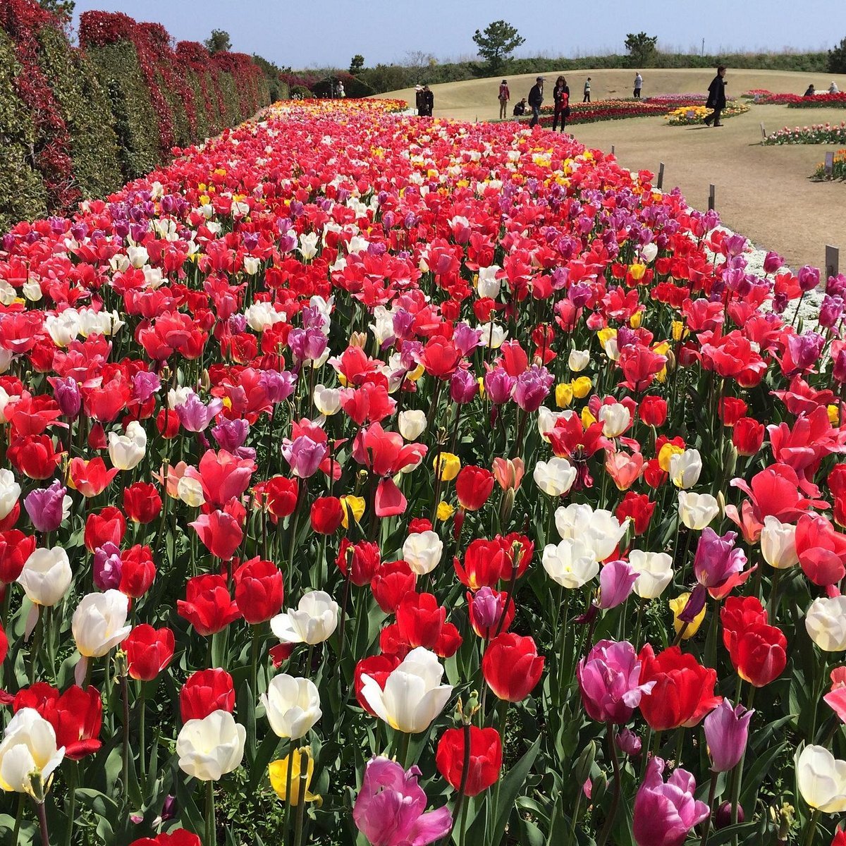 🏞️ 시즈오카 현영 요시다 공원 (시즈오카켄에이 요시다코엔) 이미지 5